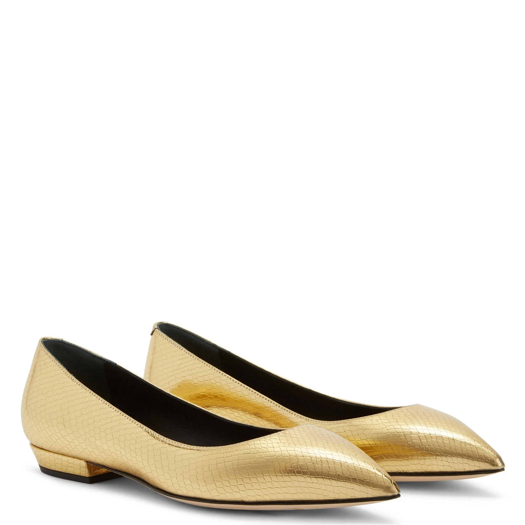 Giuseppe Zanotti Dhalia